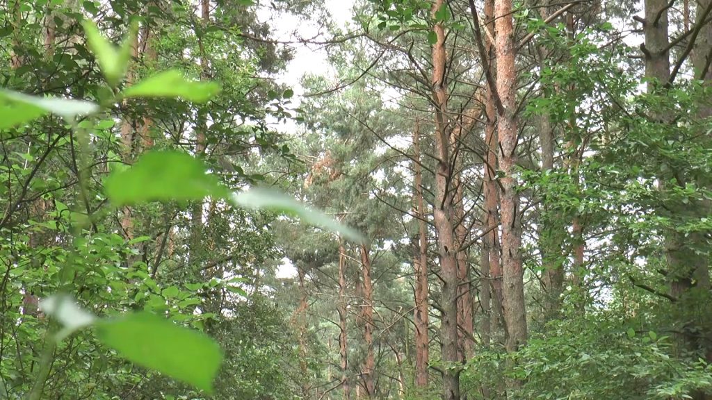 В Лидском районе снято ограничение на посещение лесов.